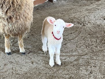 那須どうぶつ王国に投稿された画像（2022/4/9）