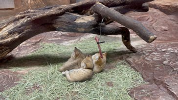 那須どうぶつ王国に投稿された画像（2022/4/9）