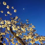 NAKED FLOWERS 2022 -桜- 世界遺産・二条城に投稿された画像（2022/4/9）