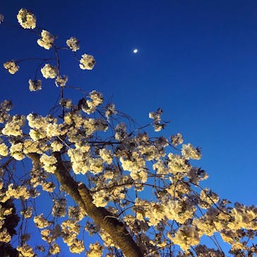 NAKED FLOWERS 2022 -桜- 世界遺産・二条城に投稿された画像（2022/4/9）