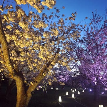 NAKED FLOWERS 2022 -桜- 世界遺産・二条城に投稿された画像（2022/4/9）