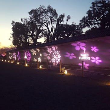 NAKED FLOWERS 2022 -桜- 世界遺産・二条城に投稿された画像（2022/4/9）