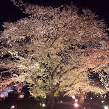 NAKED FLOWERS 2022 -桜- 世界遺産・二条城に投稿された画像（2022/4/9）