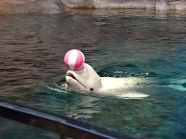 名古屋港水族館に投稿された画像（2022/4/9）