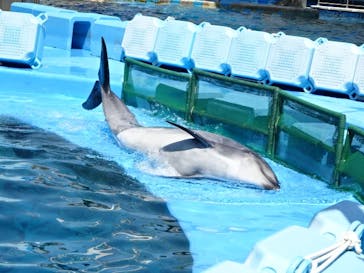 名古屋港水族館に投稿された画像（2022/4/9）