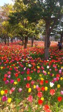 ダイバーシティ東京 プラザに投稿された画像（2022/4/9）