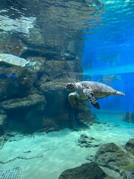 名古屋港水族館に投稿された画像（2022/4/9）