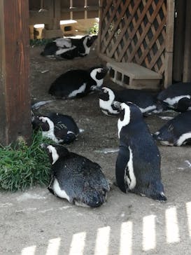 名古屋港水族館に投稿された画像（2022/4/9）