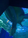 しながわ水族館に投稿された画像（2022/4/9）
