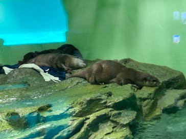 しながわ水族館に投稿された画像（2022/4/9）