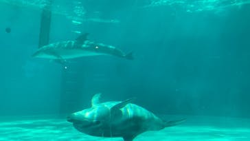 しながわ水族館に投稿された画像（2022/4/9）