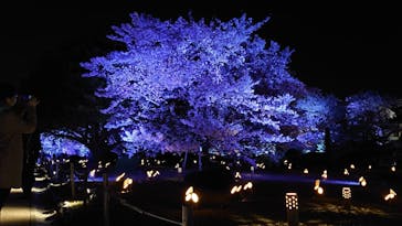 姫路城（イベント）に投稿された画像（2022/4/9）