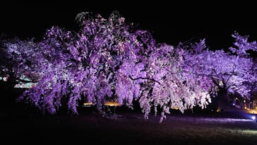 姫路城（イベント）に投稿された画像（2022/4/9）