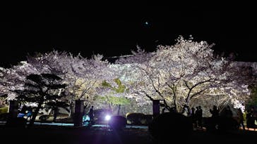 姫路城（イベント）に投稿された画像（2022/4/9）