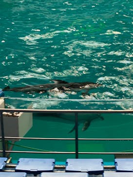 マクセル アクアパーク品川に投稿された画像（2022/4/9）