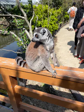 神戸どうぶつ王国に投稿された画像（2022/4/9）