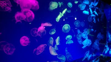 名古屋港水族館に投稿された画像（2022/4/9）