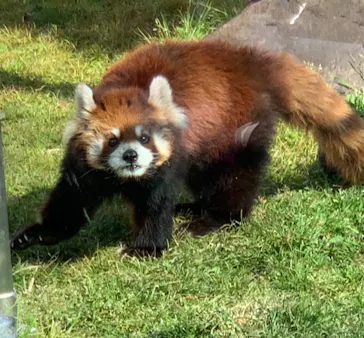 天王寺動物園に投稿された画像（2022/4/9）
