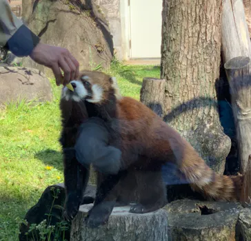 天王寺動物園に投稿された画像（2022/4/9）