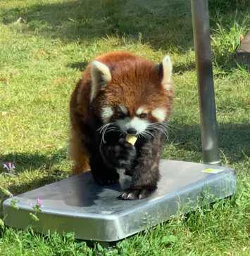 天王寺動物園に投稿された画像（2022/4/9）
