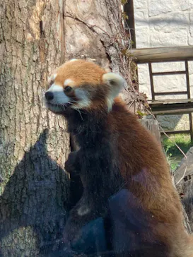 天王寺動物園に投稿された画像（2022/4/9）