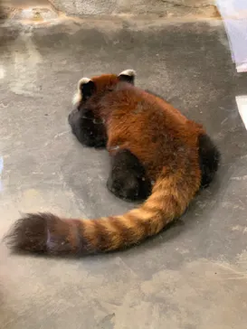 天王寺動物園に投稿された画像（2022/4/9）