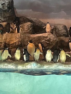名古屋港水族館に投稿された画像（2022/4/9）