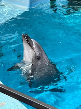 名古屋港水族館に投稿された画像（2022/4/9）