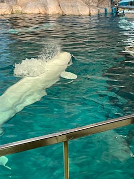 名古屋港水族館に投稿された画像（2022/4/9）