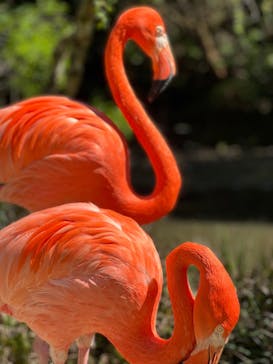 長崎バイオパークに投稿された画像（2022/4/9）