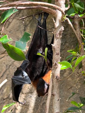 長崎バイオパークに投稿された画像（2022/4/9）