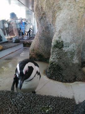京都水族館に投稿された画像（2022/4/9）