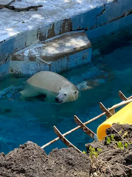 天王寺動物園に投稿された画像（2022/4/9）