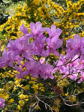 三溪園に投稿された画像（2022/4/9）