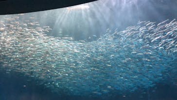 名古屋港水族館に投稿された画像（2022/4/9）