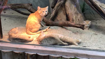 神戸どうぶつ王国に投稿された画像（2022/4/9）