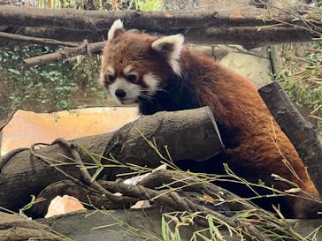 那須どうぶつ王国に投稿された画像（2022/4/9）