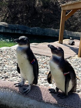 那須どうぶつ王国に投稿された画像（2022/4/9）