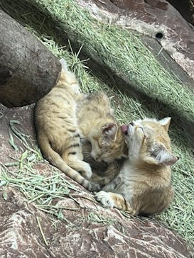 那須どうぶつ王国に投稿された画像（2022/4/9）