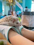 Moff animal cafe iias つくば店に投稿された画像（2022/4/9）