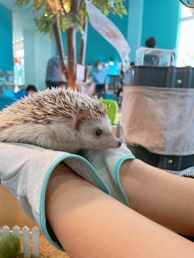 Moff animal cafe iias つくば店に投稿された画像（2022/4/9）