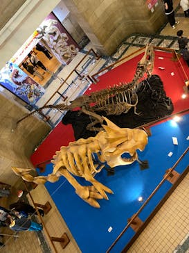 国立科学博物館　特別企画展「ポケモン化石博物館」に投稿された画像（2022/4/9）