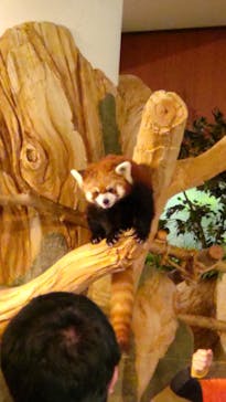 ネオパークオキナワに投稿された画像（2022/4/9）