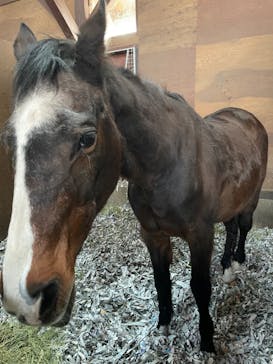 ノーザンホースパークに投稿された画像（2022/4/9）