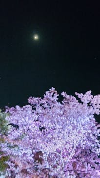 姫路城（イベント）に投稿された画像（2022/4/9）