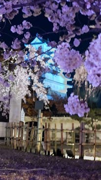 姫路城（イベント）に投稿された画像（2022/4/9）