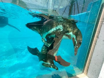 しろとり動物園に投稿された画像（2022/4/9）