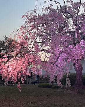 姫路城（イベント）に投稿された画像（2022/4/9）