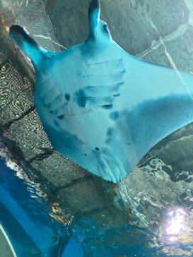 マクセル アクアパーク品川に投稿された画像（2022/4/9）