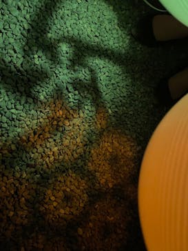 NAKED FLOWERS 2022 -桜- 世界遺産・二条城に投稿された画像（2022/4/9）